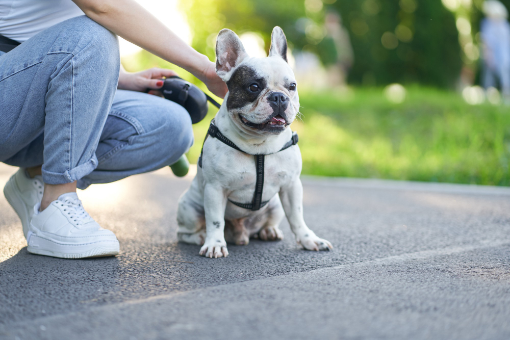 Cachorros e área comum