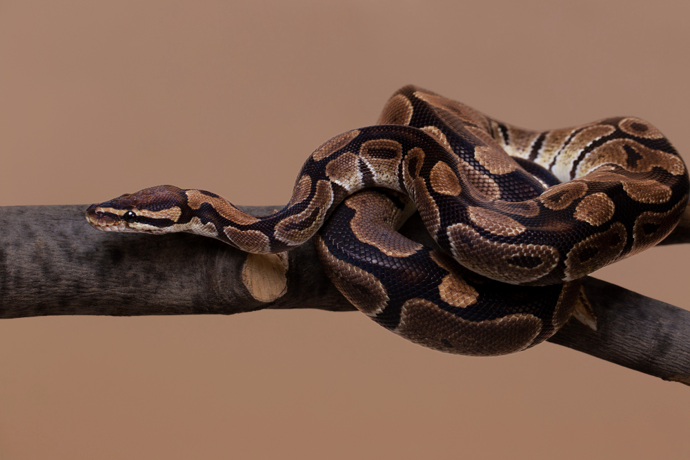 animais silvestres em condomínio