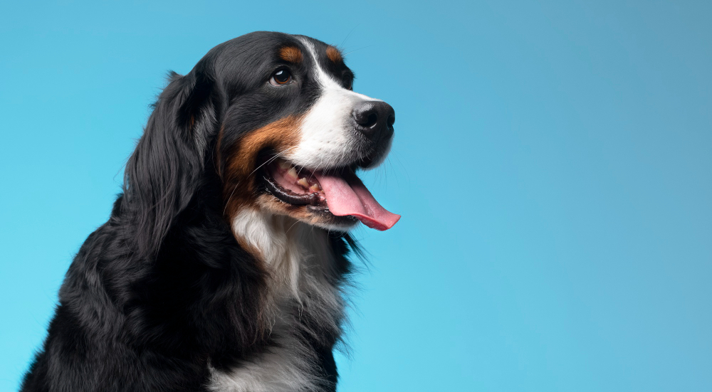direitos em condomínio pets e tutores