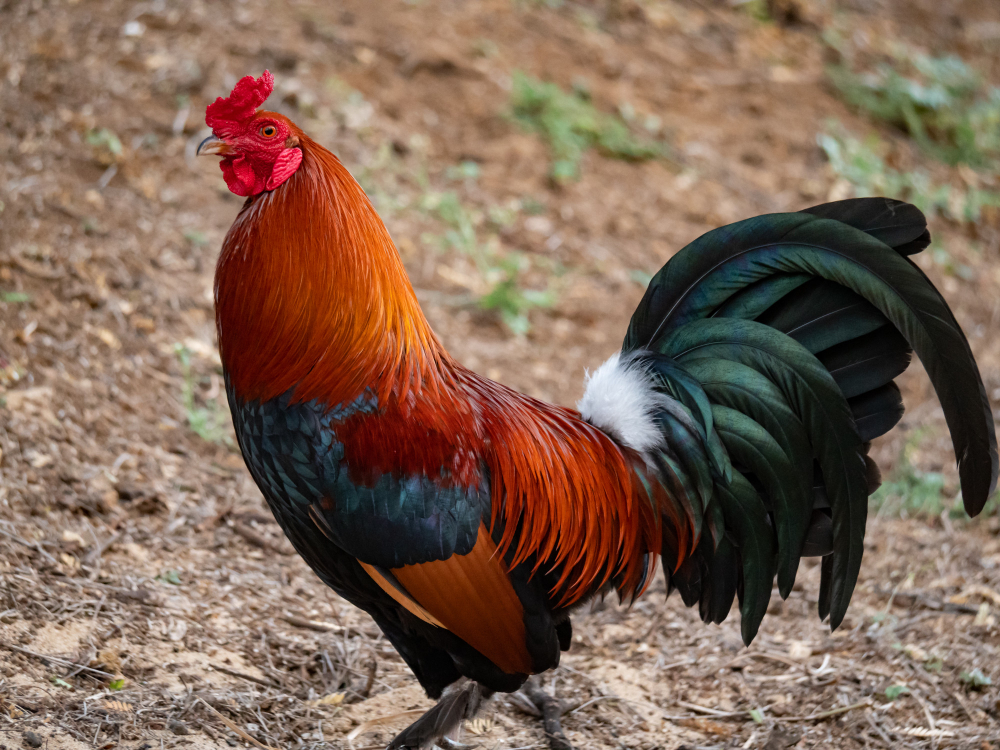 galo em condomínio