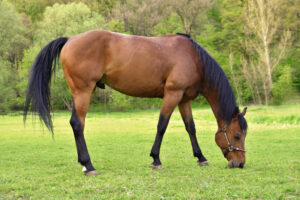 cavalo e condomínio