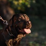 Obrigatoriedade do uso de coleira e guia em animais nas áreas comuns do condomínio