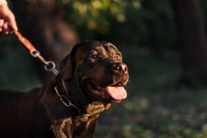 cachorro e condomínio