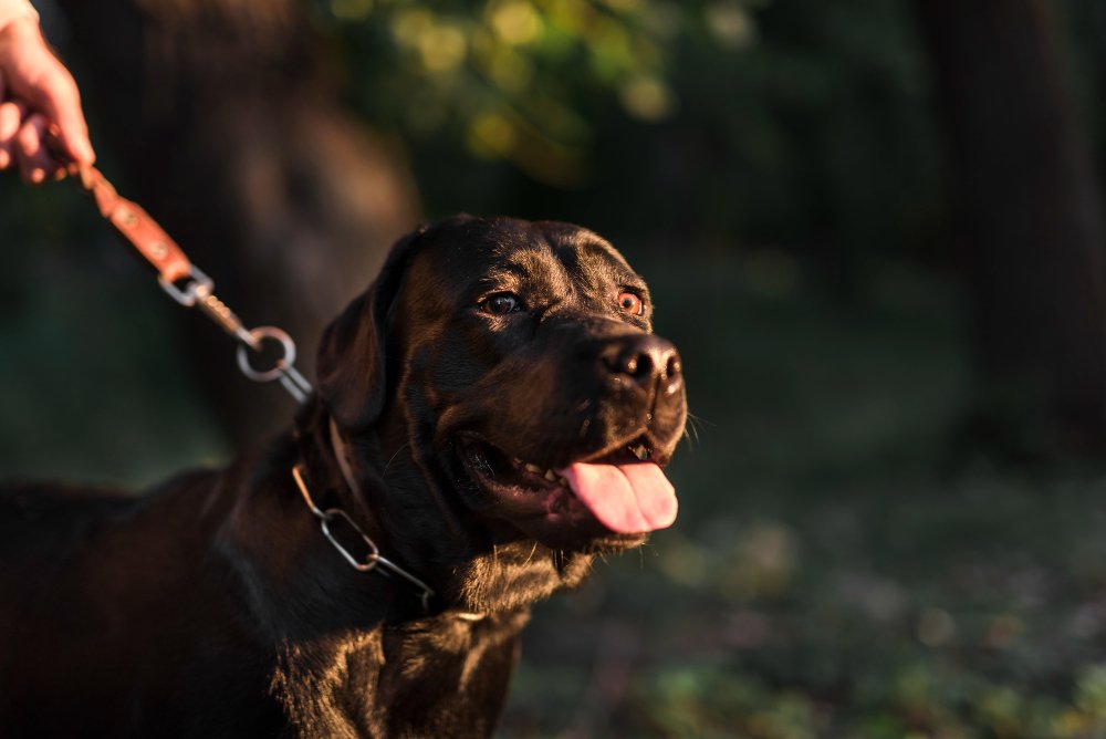 cachorro e condomínio